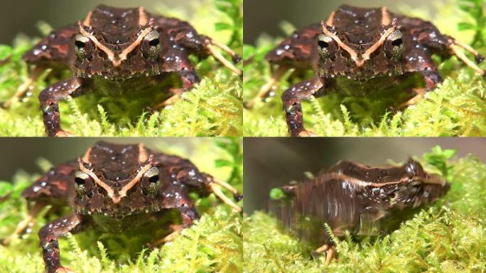 阑尾雨蛙 (pristilatis appendiculatus)