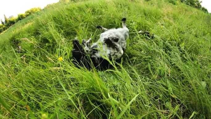 斑点狗在草地上玩得开心