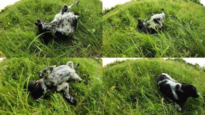 斑点狗在草地上玩得开心