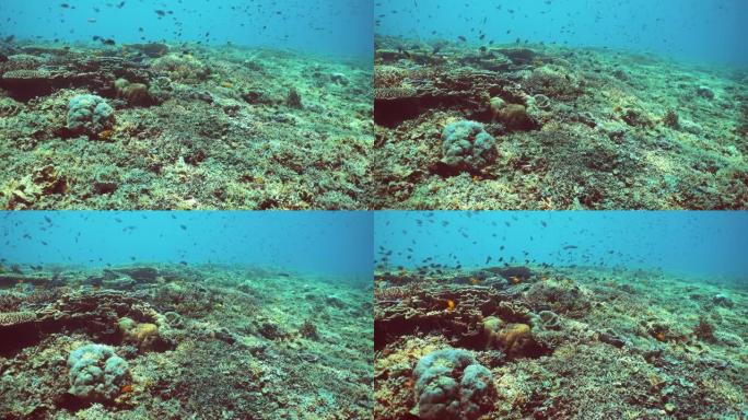 珊瑚礁的水下世界。西巴丹岛仙本那。马来西亚。
