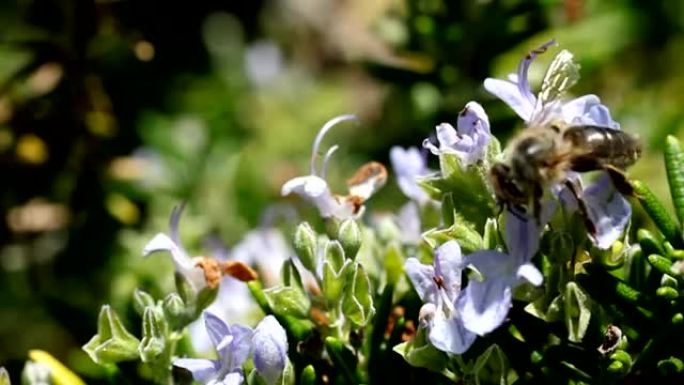 迷迭香灌木丛中的蜜蜂