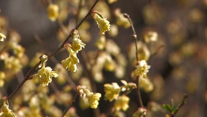 日本东京昭和基宁公园的春天黄色花朵