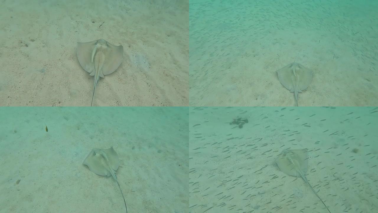 美属维尔京群岛圣约翰珊瑚礁: 黄貂鱼