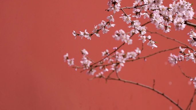 红墙桃花写意唯美空镜头