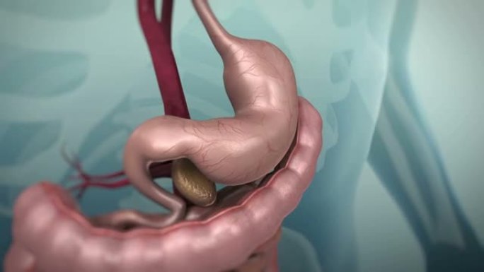 人类胃肠道或胃肠道的3D动画
