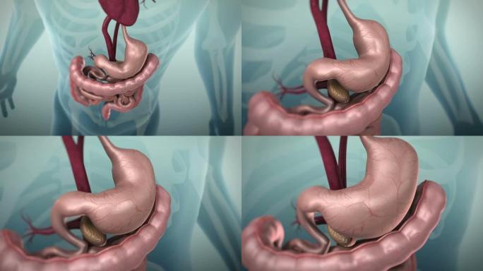 人类胃肠道或胃肠道的3D动画