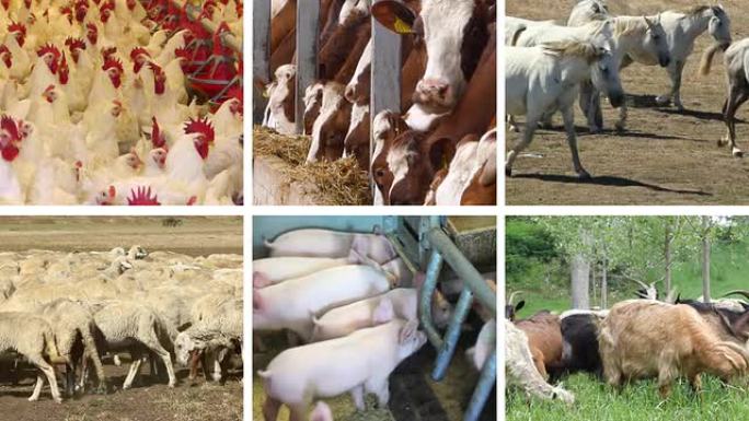农场动物分屏