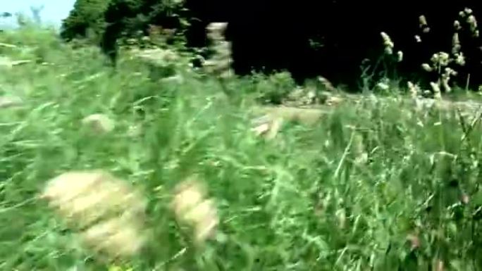 高清: 起重机拍摄大自然中的草