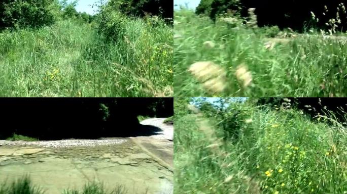 高清: 起重机拍摄大自然中的草
