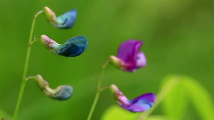 两朵明亮的草原花