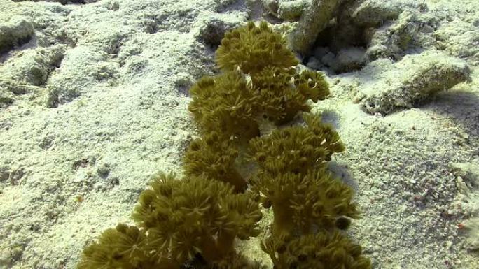 红脉软珊瑚