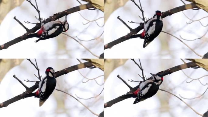 丹麦大斑点啄木鸟啄木鸟特写视频素材鸟生态