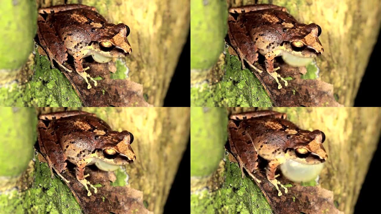 雨蛙 (E. achatinus)