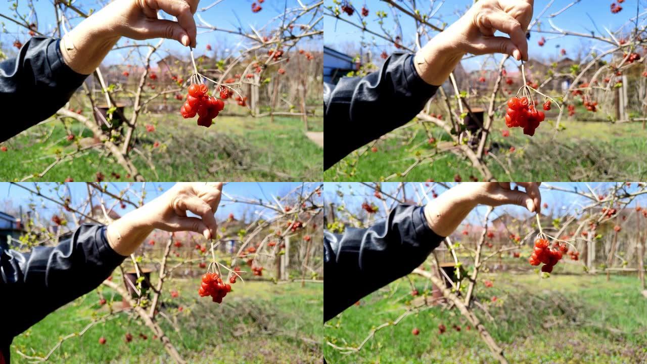 冬季霜冻后的春季蔓越莓红色浆果。三叶虫荚草