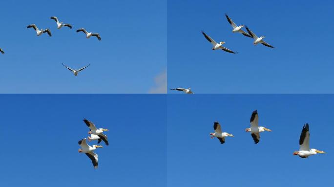 美丽优雅的白鹈鹕在蓝天中飞翔，慢动作