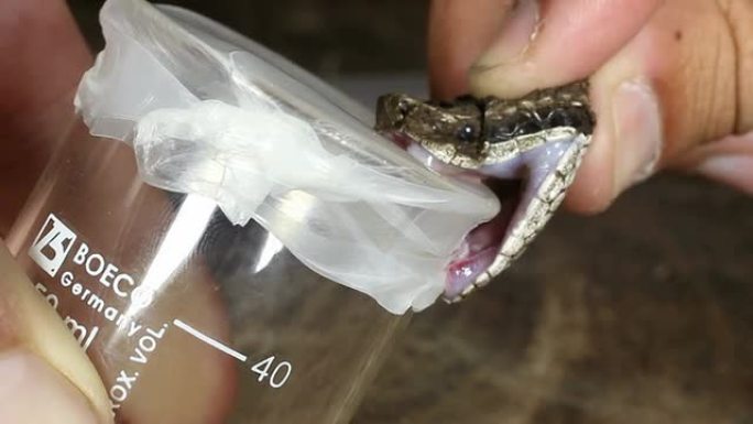 从Lojan Lancehead (Bothrops lojanus) 收集毒液