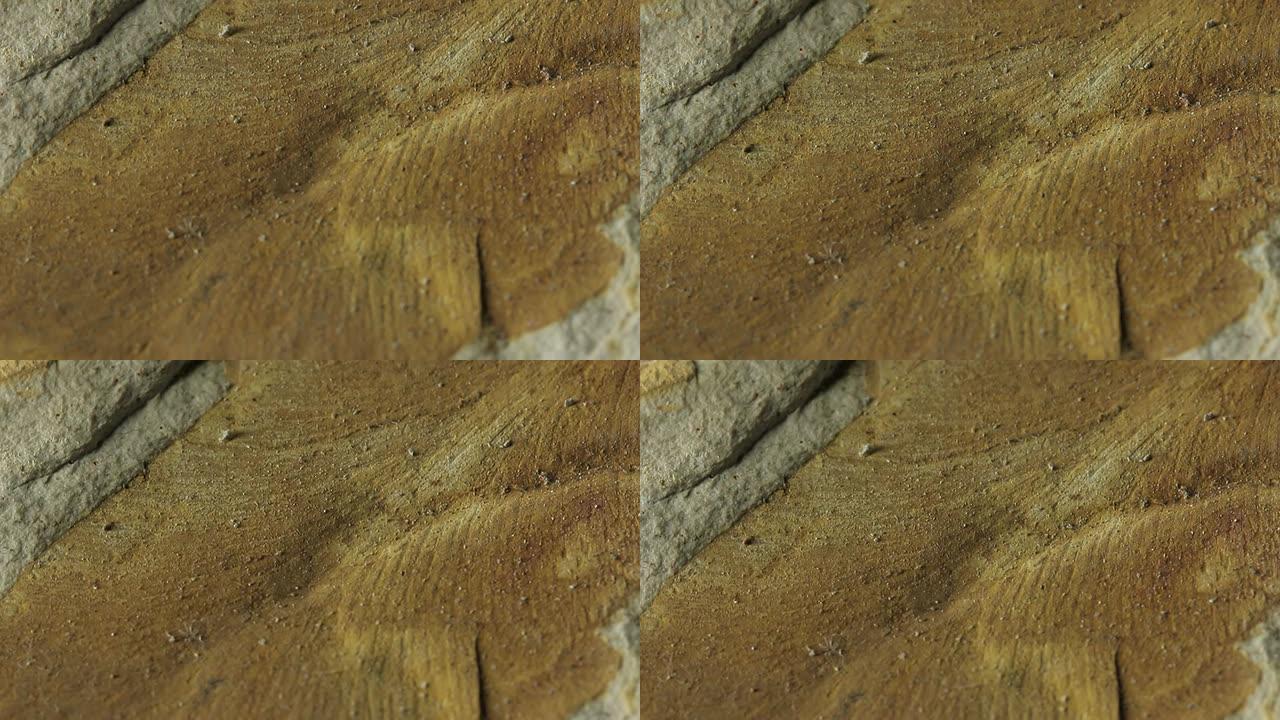 Glossopteris Leaf-二叠纪化石