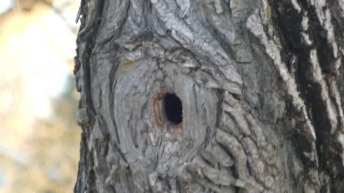 欧洲八哥鸟的特写-春季建筑沿河岸树干洞内的巢穴