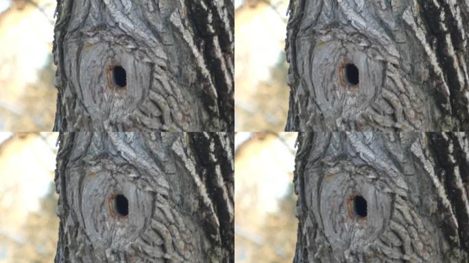 欧洲八哥鸟的特写-春季建筑沿河岸树干洞内的巢穴