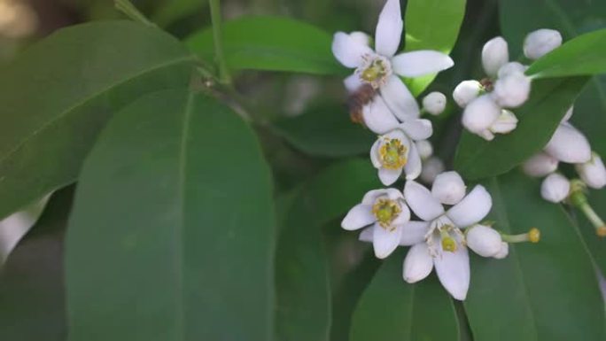 橙树的蜜蜂花，风在花园里移动叶子