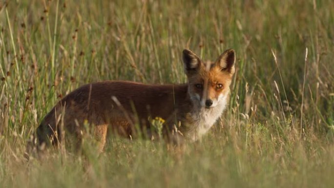 草地上狐狸看着相机的侧面肖像