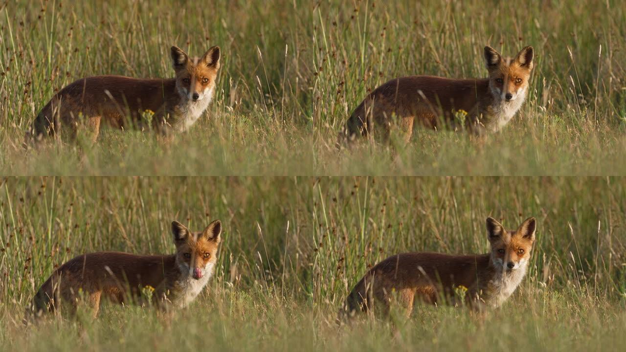 草地上狐狸看着相机的侧面肖像