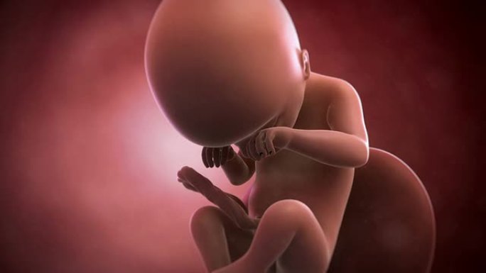 胎儿动画-第19周
