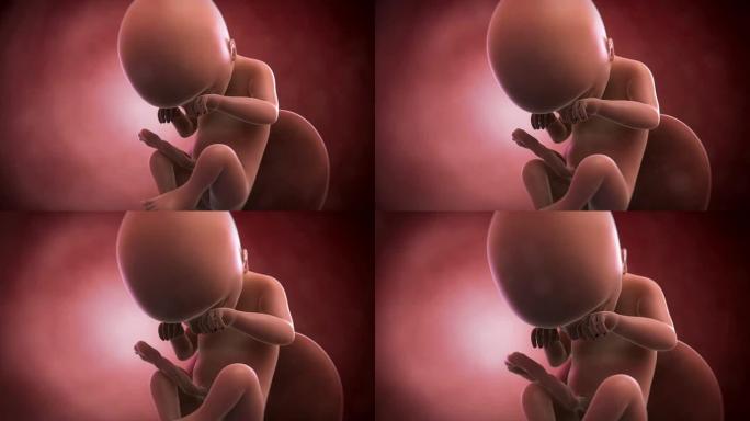 胎儿动画-第19周