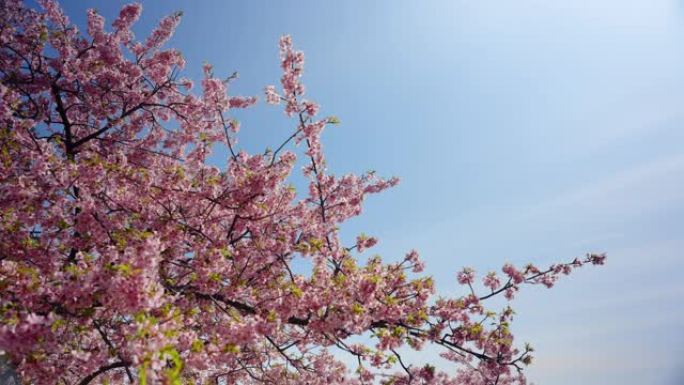 4K，缓慢，美丽的浅粉色樱花看起来清新舒适，美丽的樱花是冬天樱花盛开的气氛，凉爽的微风使樱花在风中摇