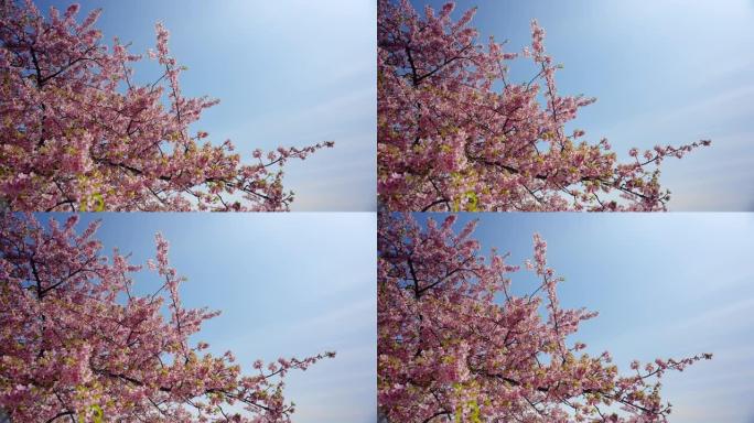 4K，缓慢，美丽的浅粉色樱花看起来清新舒适，美丽的樱花是冬天樱花盛开的气氛，凉爽的微风使樱花在风中摇