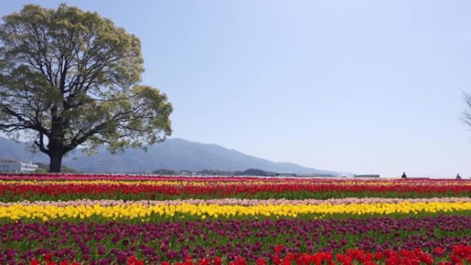 河床盛开的郁金香花圃花卉色彩鲜艳的花花语