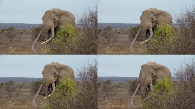 肯尼亚安博塞利国家公园，一只非洲大象站在大草原的灌木丛后面，看着镜头