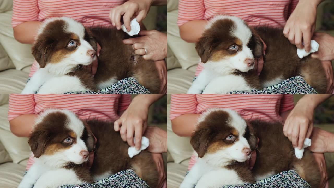 两人治疗一只小狗侧面有伤口的防腐药膏