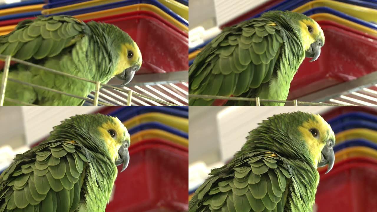 鸟店里的绿鹦鹉-004