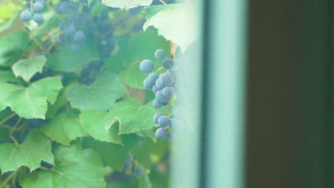 窗外种植蓝色葡萄。在私人土地上种植葡萄