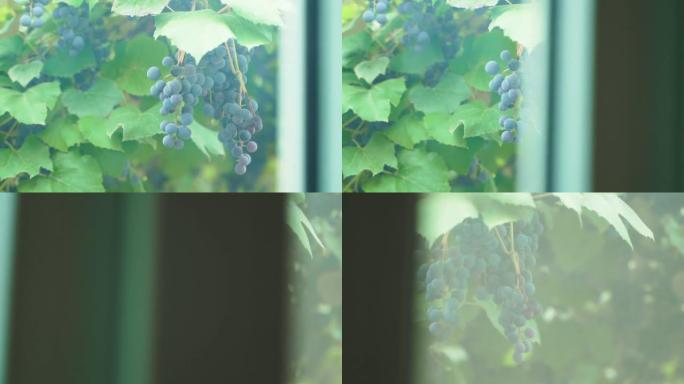 窗外种植蓝色葡萄。在私人土地上种植葡萄