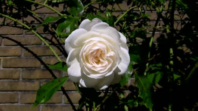 白雪公主玫瑰