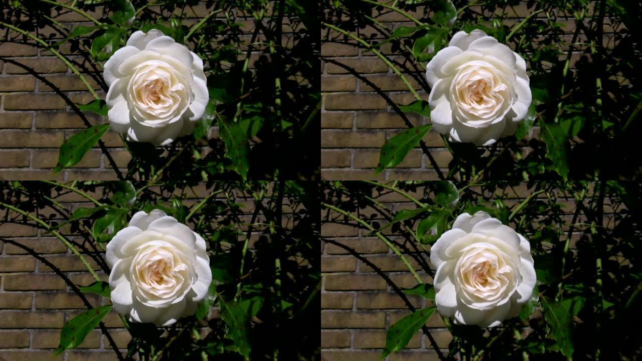 白雪公主玫瑰