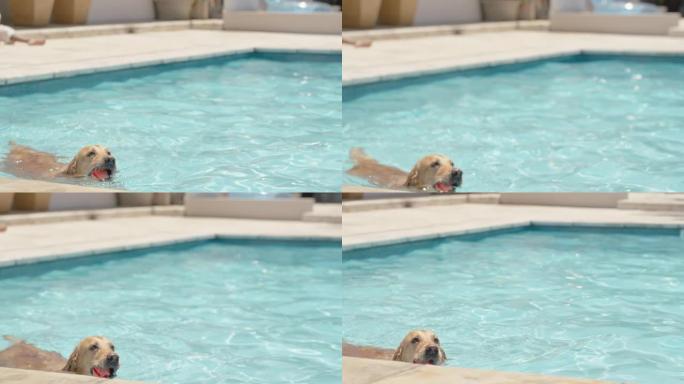 有趣的狗在游泳池里游泳拿玩具球玩游戏快乐的金毛猎犬嬉戏地享受夏天可爱的毛茸茸的狗嬉戏4k