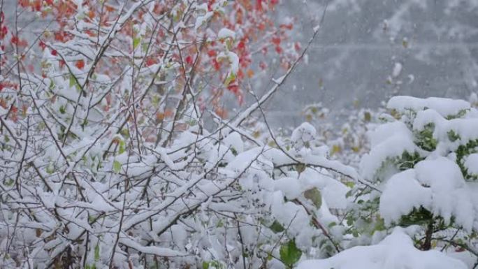 加拿大白雪皑皑的红枫树降雪量浅
