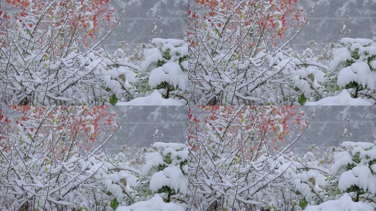 加拿大白雪皑皑的红枫树降雪量浅