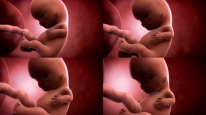 胎儿动画-第9周