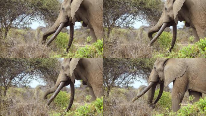 慢动作非洲象站在被植物和树木包围的大草原中间，用他的树干将一些植物从地上撕下并吃掉它们，肯尼亚安博塞