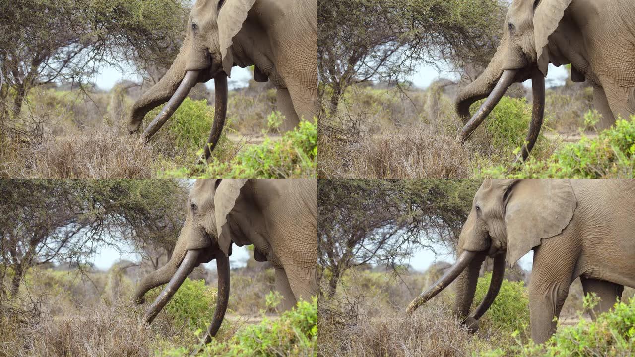慢动作非洲象站在被植物和树木包围的大草原中间，用他的树干将一些植物从地上撕下并吃掉它们，肯尼亚安博塞