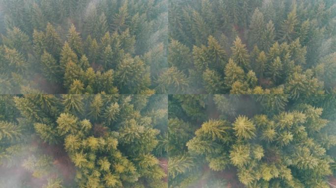 山区有阴雨天气。烟雾弥漫在松树森林上。迷雾日山上云杉林木的航拍镜头