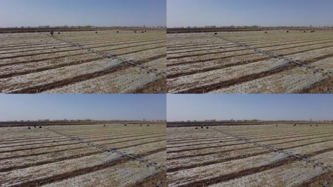 农民在乡间田里移栽洋葱苗延时摄影