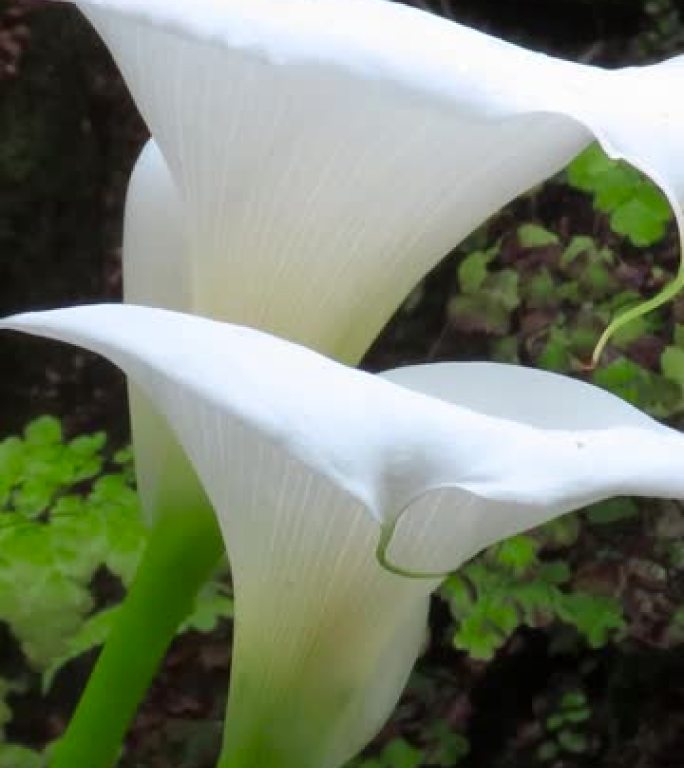 两朵美丽的白色马蹄莲花重叠。