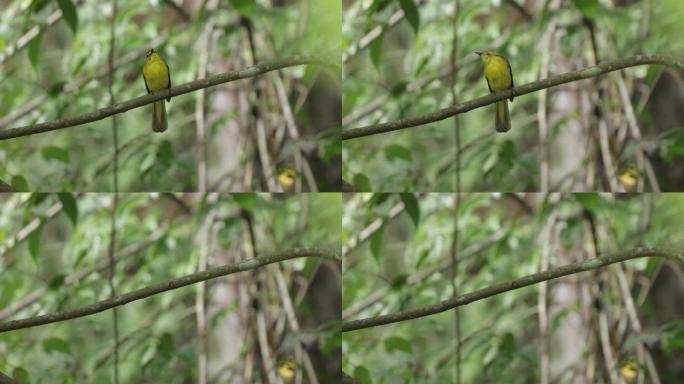 黄眉鳞茎，斯里兰卡