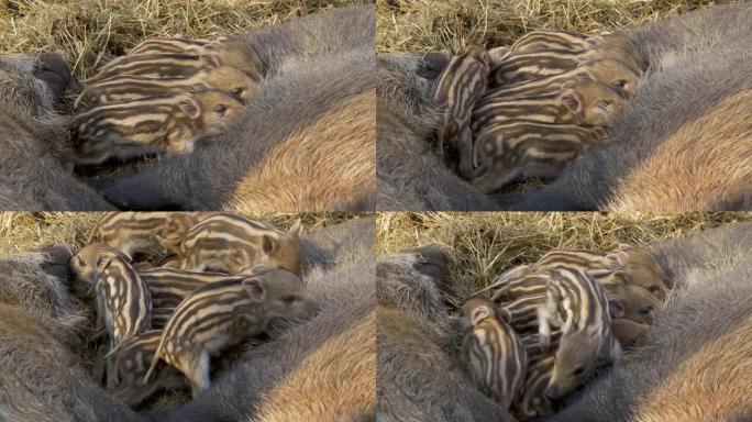 欧洲野生宝来的可爱仔猪的特写镜头从母亲的乳房中喝奶