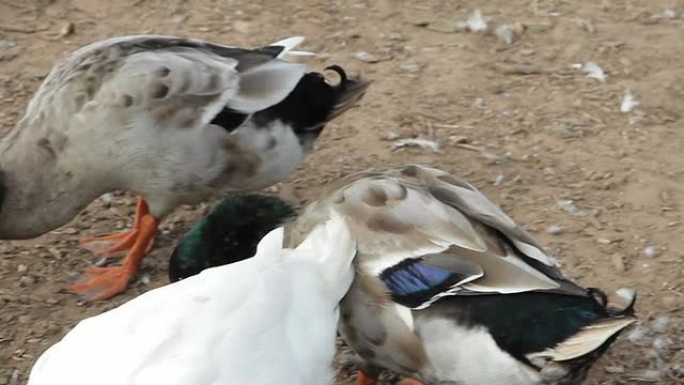 鸭子和鹅在农场院子里啄食和觅食